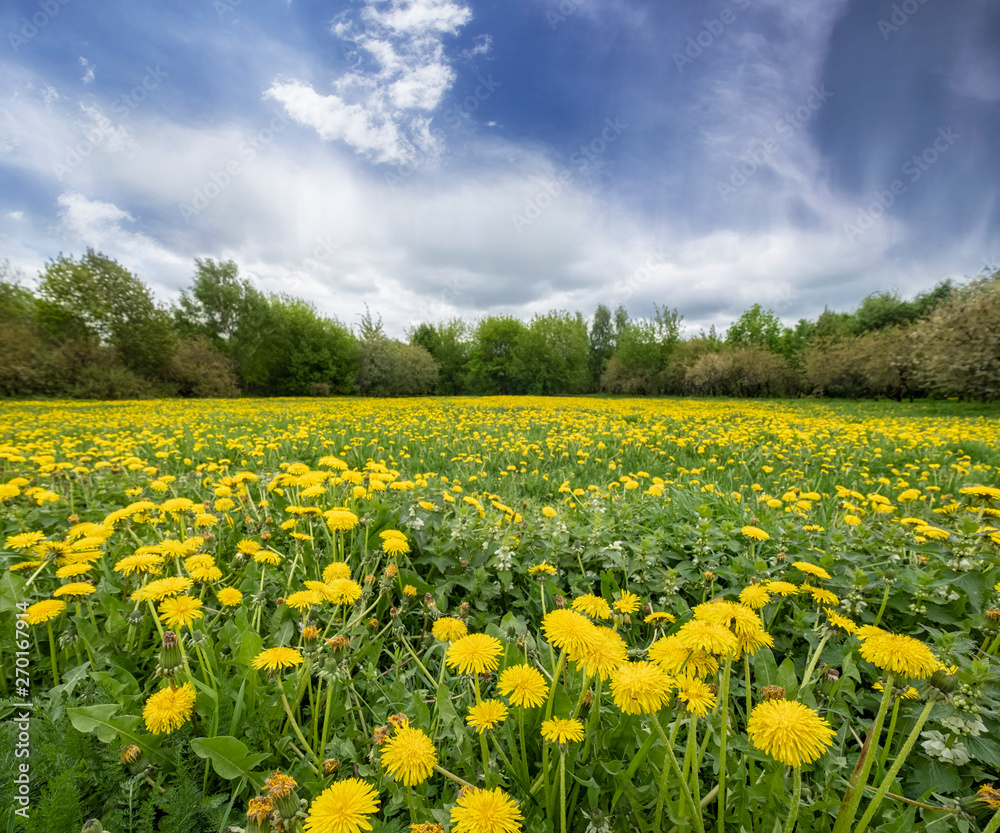 Field with yellow dandelions and blue sky