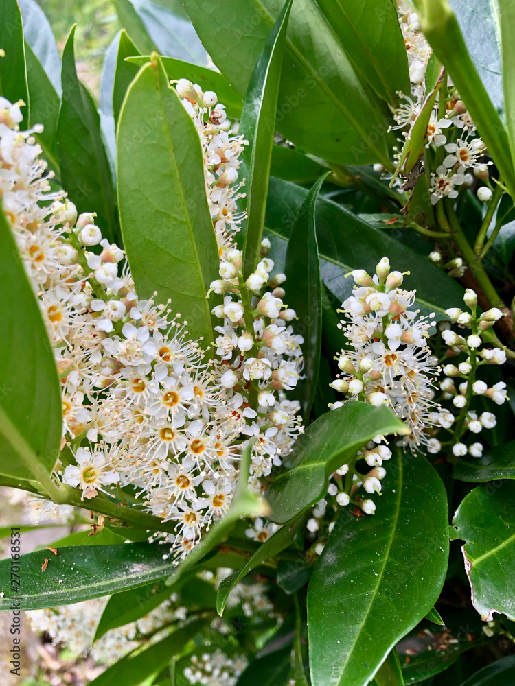 Fototapeta premium Full frame close up of spring plants in blossom