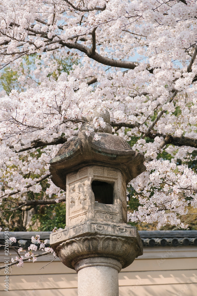 antique lantern and sakura flower