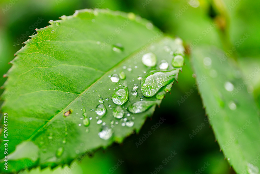 Green leaf with water drops for background. Water drops on fresh green leaf. Green leaf with water drops for background. Water drops on fresh green leaf.