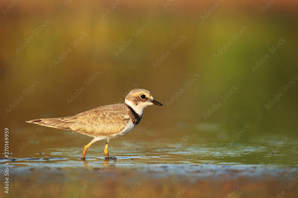 Little ringed plover on wetland Little ringed plover on wetland