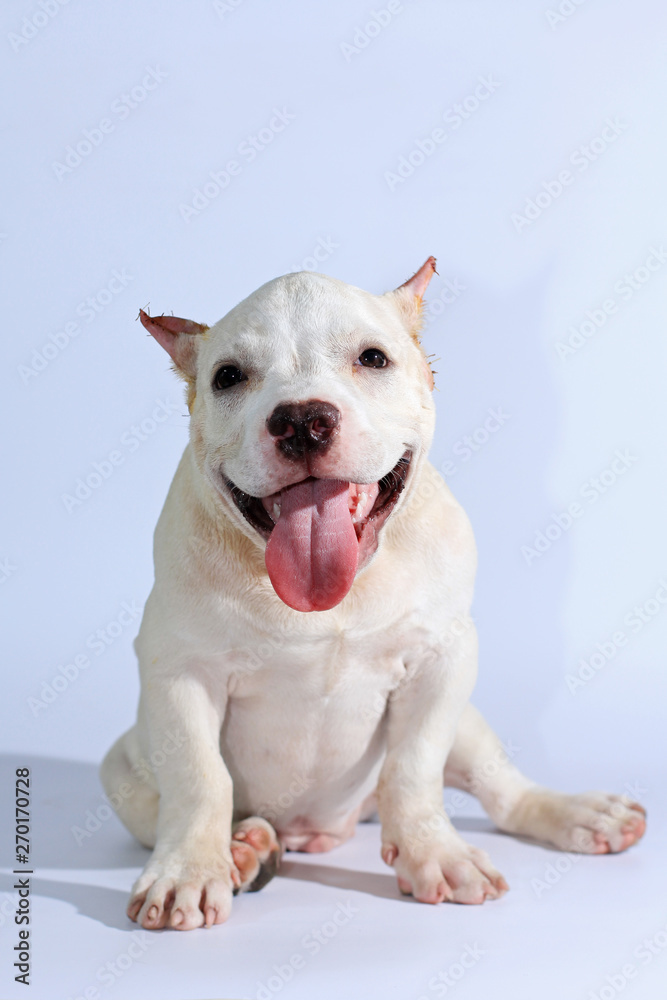 3 months pitbull dog on white background 