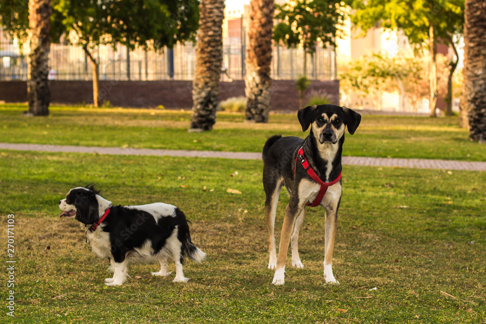 two dog portrait in green park outdoor environment for walking with domestic pets two dog portrait in green park outdoor environment for walking with domestic pets