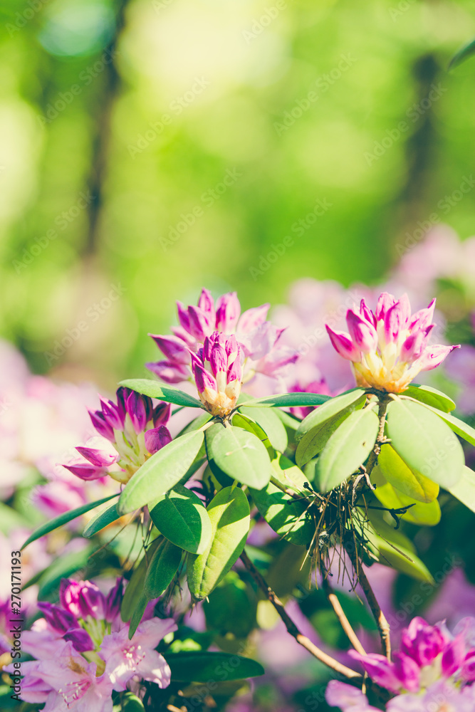 Fototapeta premium Beautiful rodendrons shine in the sun