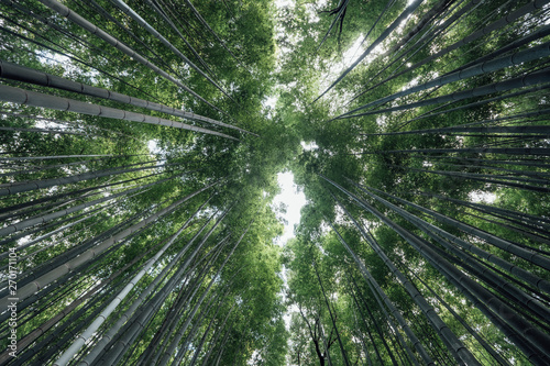 Arashiyama Bamboo Groves forest in Japan
