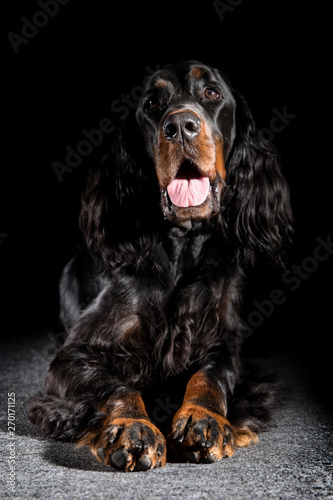 Obraz na płótnie setter Gordon dog