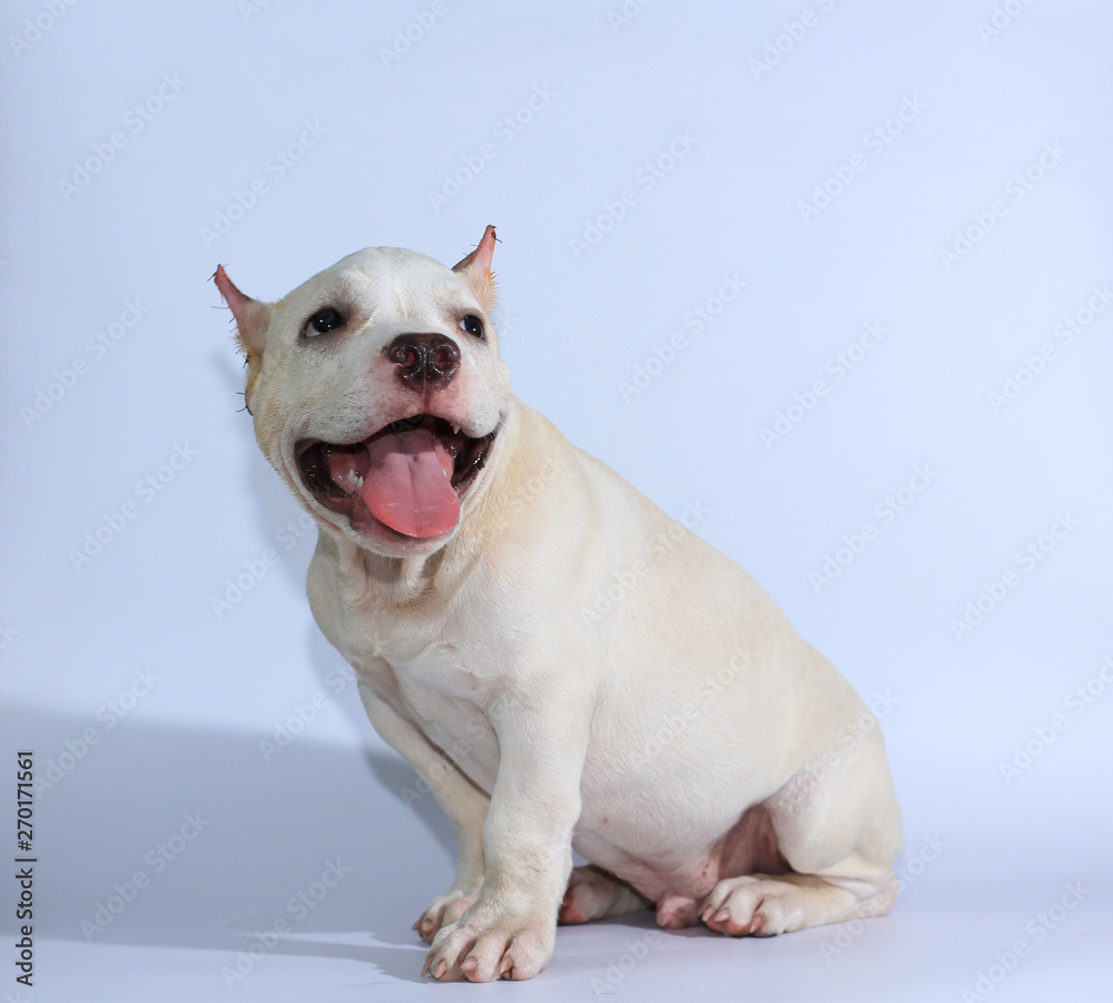 3 months pitbull dog on white background 