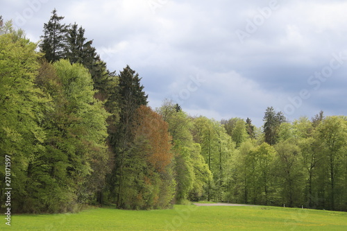 Wald