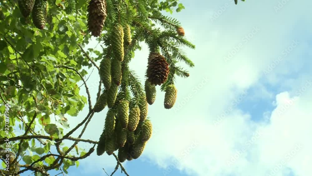 Fir tree branches with green cones in detail on cloudy sky background