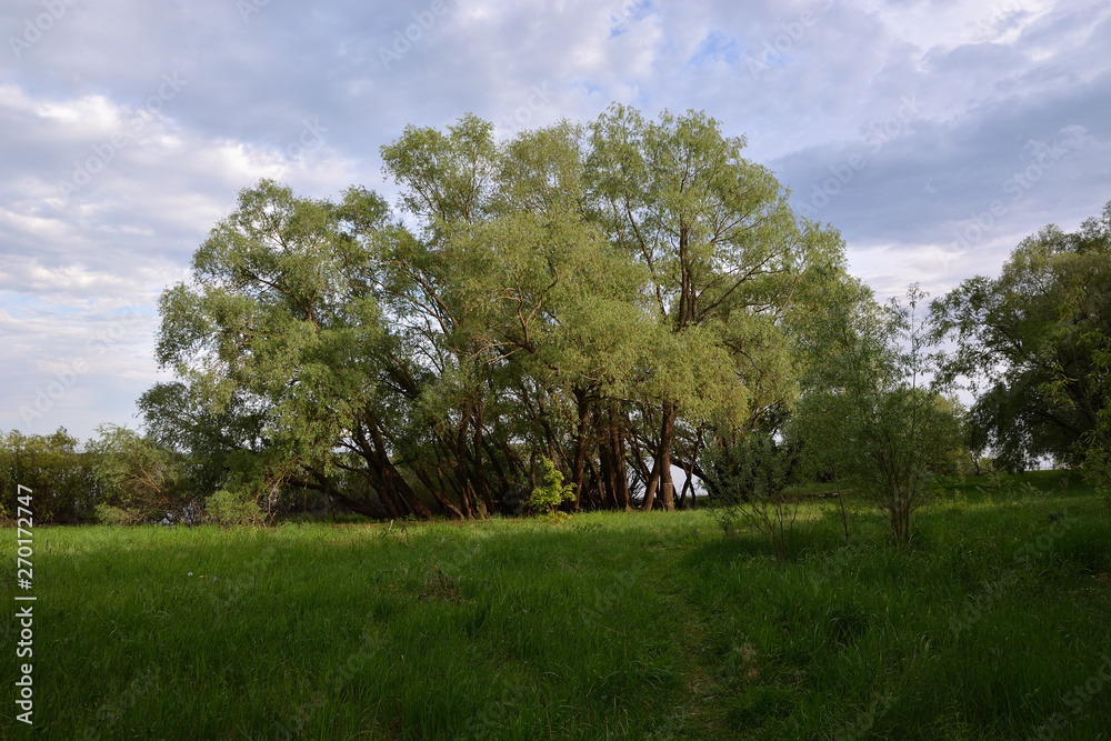 Fototapeta premium The path to the willows by the river on green grass against the blue cloudy sky on a sunny day