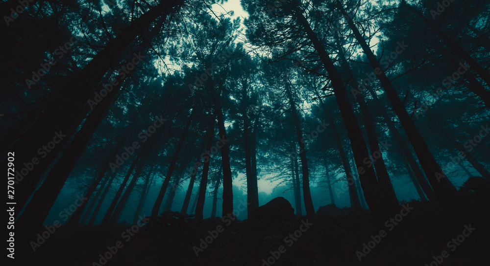 Obraz premium Low perspective of foggy forest
