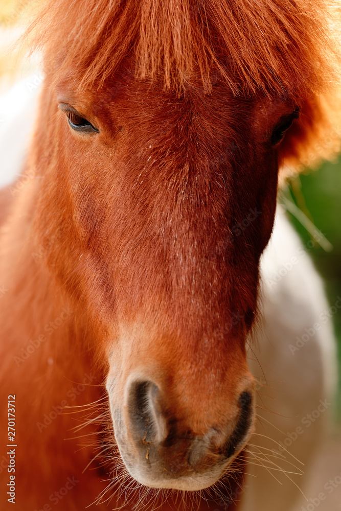 Fototapeta premium pony porträt