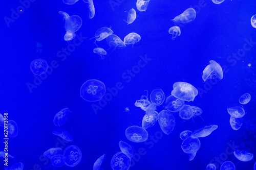 jellyfish in water tank © Teerayut