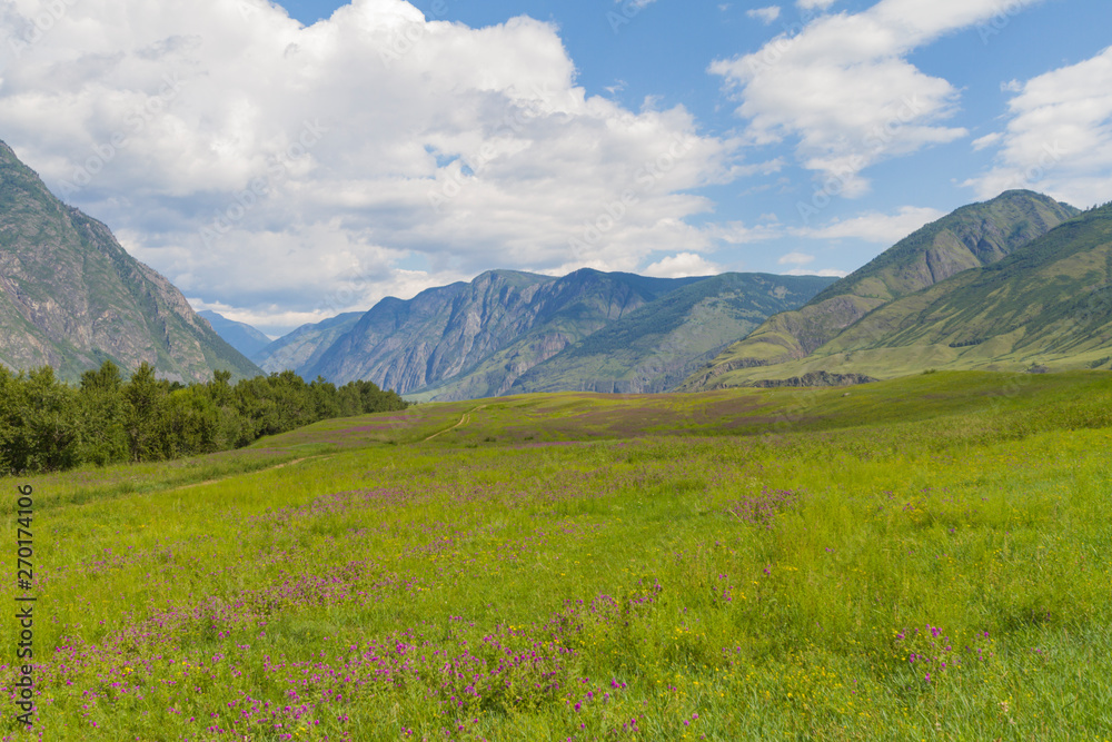 Flower valley in Mountains Altai. Beautiful summer landscape.
