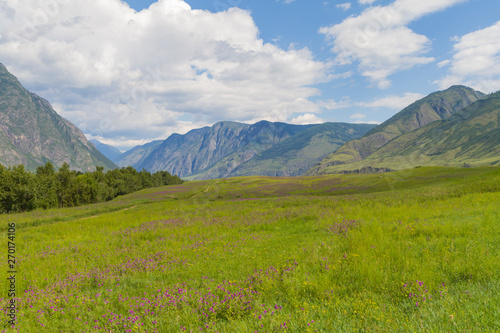 Flower valley in Mountains Altai. Beautiful summer landscape.