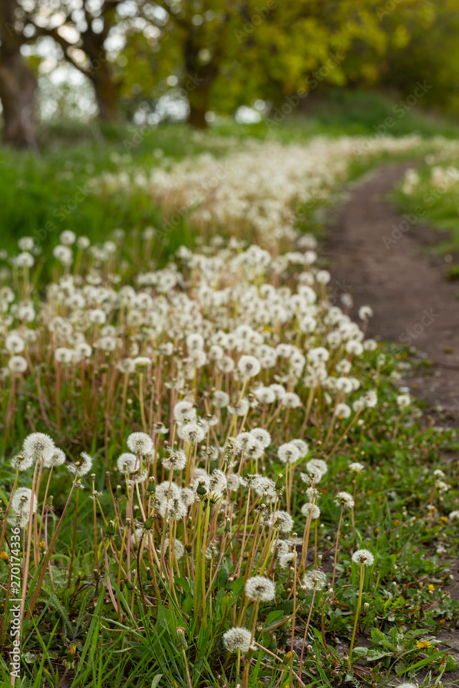 A field of dandelions. Taraxacum - large genusflowering plants in the family Asteraceae.
