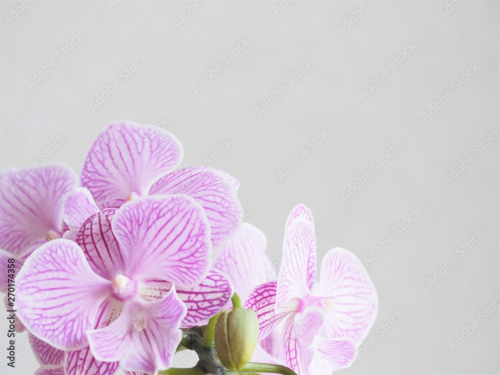 Obraz premium ランの花 花の背景素材 春のピンク色の花