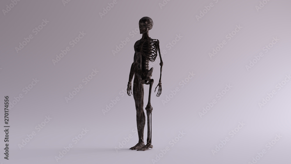 Black Iron Ecorche Half Skeletal System Half Muscle System Anatomical Model 3 Quarter Front Left View 3d illustration 3d render Black Iron Ecorche Half Skeletal System Half Muscle System Anatomical Model 3 Quarter Front Left View 3d illustration 3d render