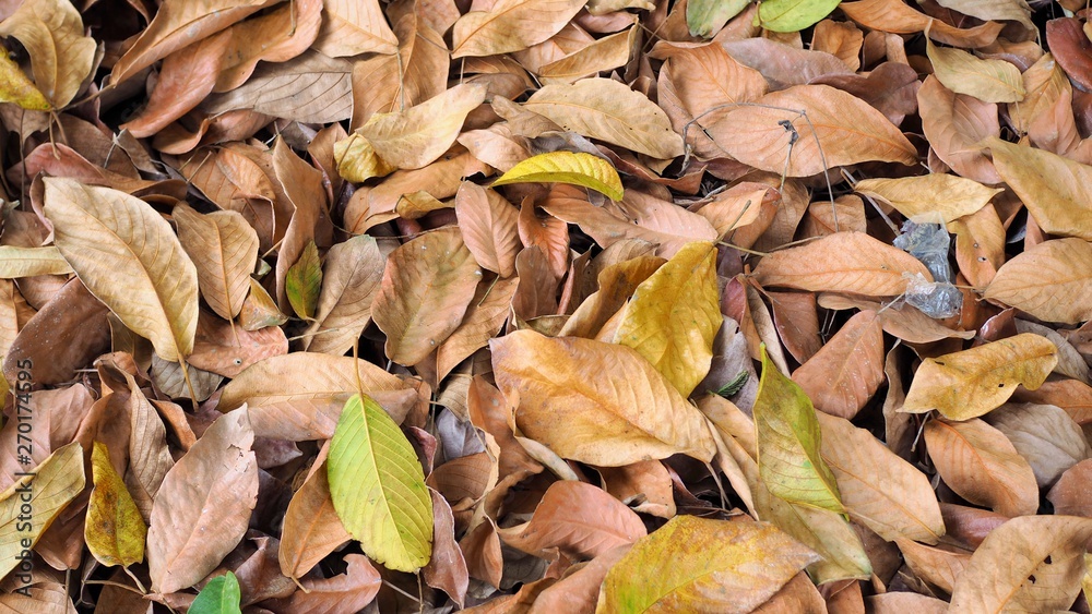 Abstract background, dry leaves on the ground in the forest, dead leaf texture, Natural brown wallpaper concept, Soft focus Abstract background, dry leaves on the ground in the forest, dead leaf texture, Natural brown wallpaper concept, Soft focus
