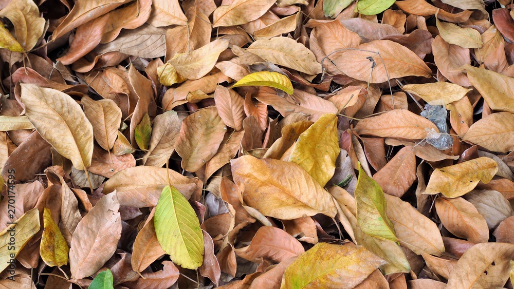 Abstract background, dry leaves on the ground in the forest, dead leaf texture, Natural brown wallpaper concept, Soft focus