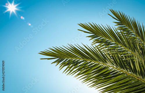 Summer sun on blue sky and green palm decoration. 