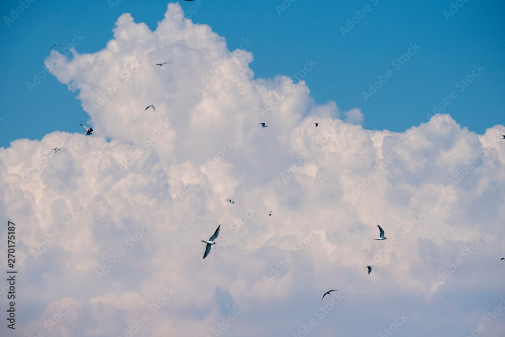 seagull on sky and huge white cloud