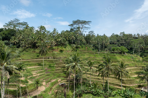 rice terrace in Bali