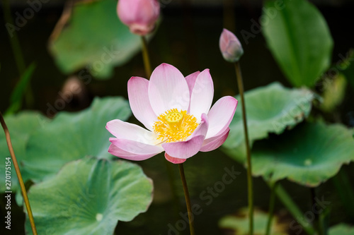 pinl lotus in pool