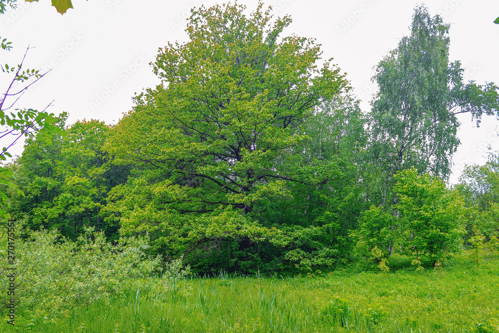 Obraz premium tree in the field