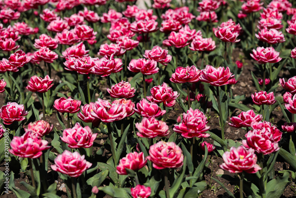 Beautiful bouquet of tulips nature background. Beautiful bouquet of tulips nature background.