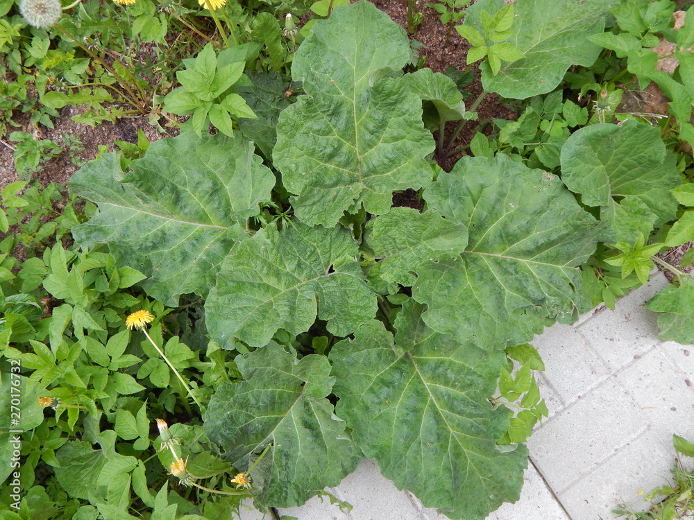 Young burdock leaves in an abandoned garden Young burdock leaves in an abandoned garden