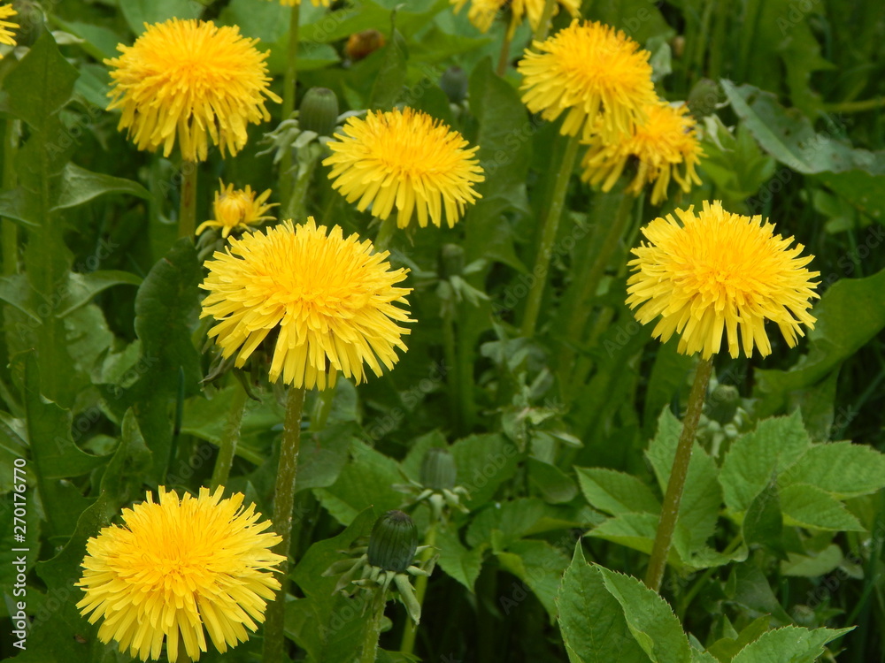 Yellow dandelions bloom on a green meadow, summer Yellow dandelions bloom on a green meadow, summer