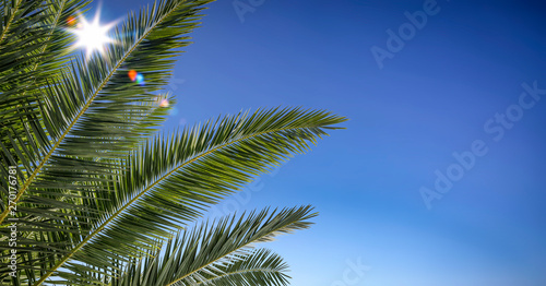 Summer background of palms leaves and blue sky 