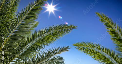 Summer background of palms leaves and blue sky 
