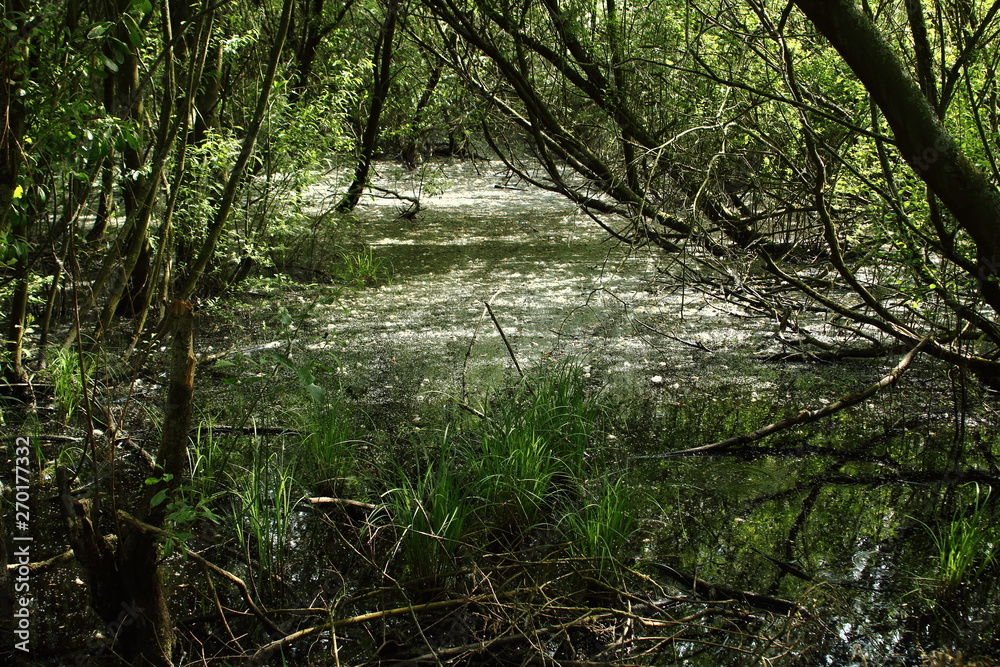 Obraz premium Swamp in national park Langdonken in Belgium. Spring time, the sun shines through the foliage. The white stuff that floats on the black water is the blossom of the willow tree.