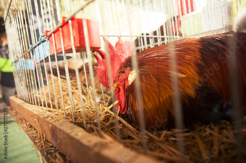 A beautiful rooster in a cage on a domestic animal market.