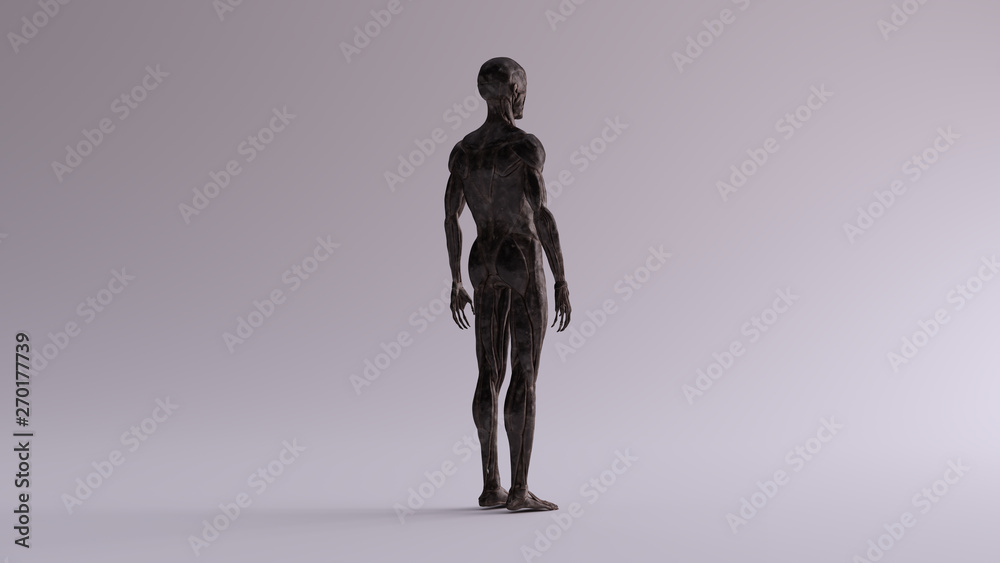 Black Iron Ecorche Muscle and Skeletal System Anatomical Model 3 Quarter Rear Right View 3d illustration 3d render Black Iron Ecorche Muscle and Skeletal System Anatomical Model 3 Quarter Rear Right View 3d illustration 3d render