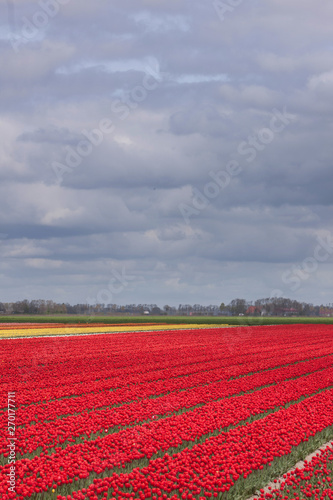 Field of tulips Emmeloord Noordoostpolder Netherlands