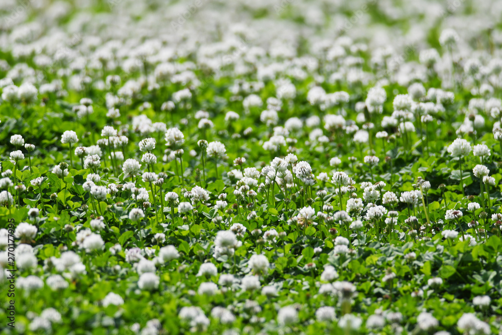 クローバーの花 クローバーの花