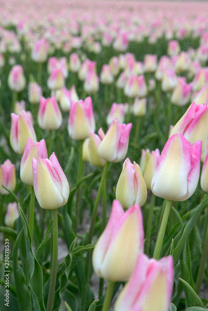 Tulips. Spring. Field of tulips Netherlands