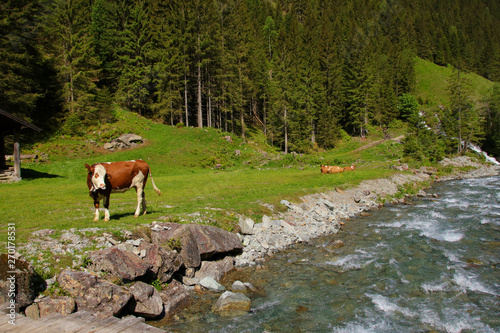 Hiking in spring to Duisitzkarsee  grazing cows - Styria  Austria
