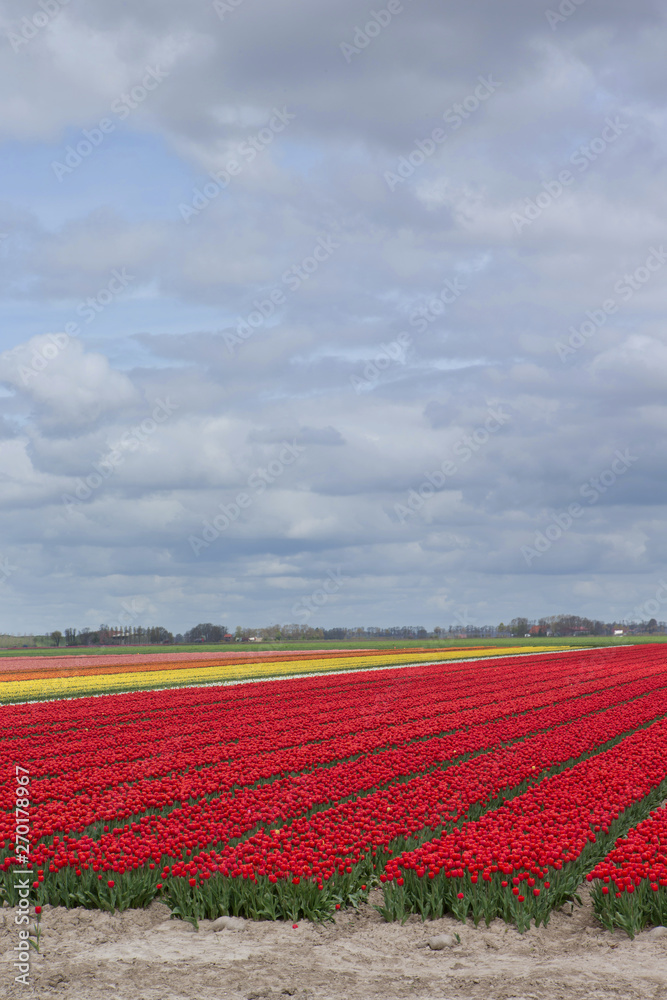 Field op tulips Noordoostpolder Netherlands. Spring