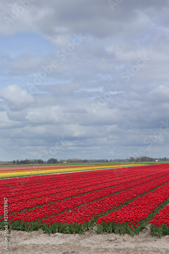 Field op tulips Noordoostpolder Netherlands. Spring