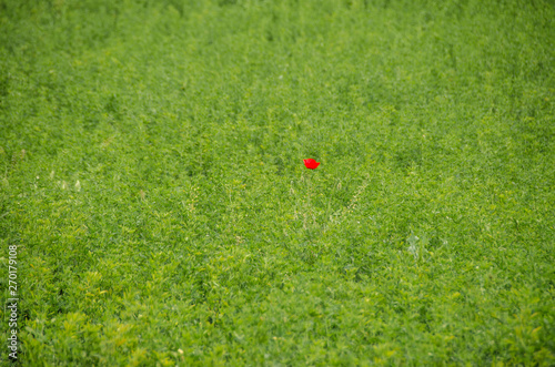 Unique - individual - special - Red Common poppy isolated in green grass