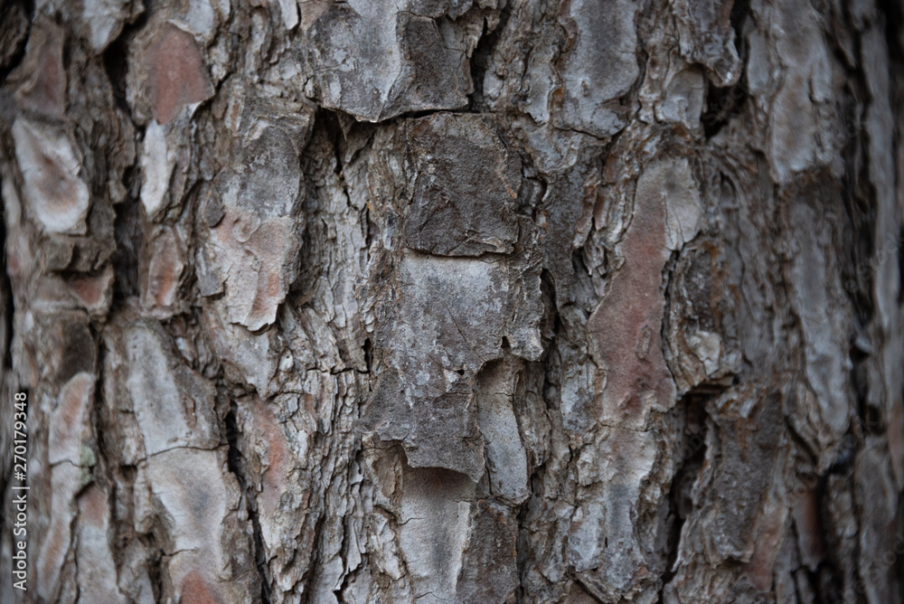Detail of the texture of the bark of the trunk of a brown colored pine Detail of the texture of the bark of the trunk of a brown colored pine