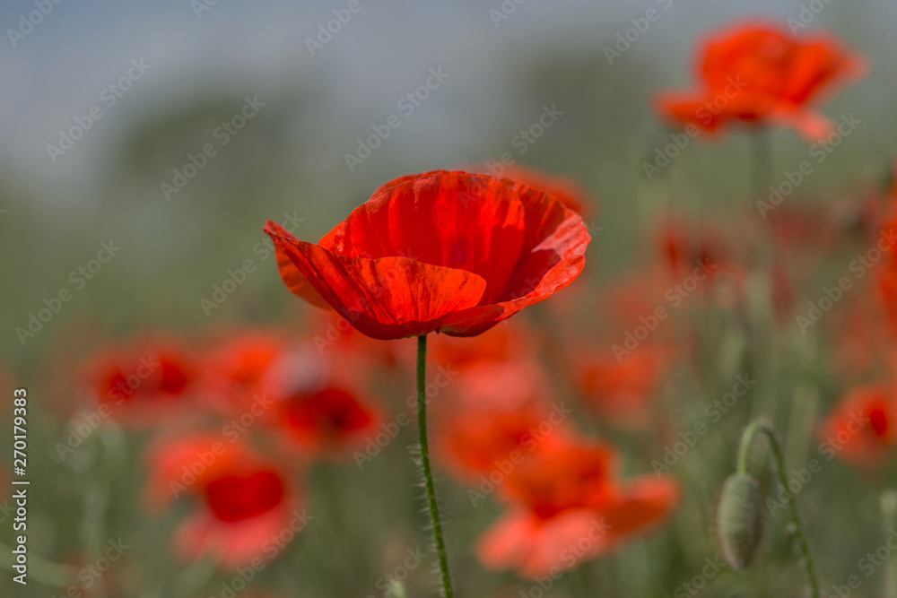 Flowers Red poppies bloom in the wild field. Beautiful field red poppies with selective focus, soft light. Natural Drugs - Opium Poppy. Glade of red wildflowers Flowers Red poppies bloom in the wild field. Beautiful field red poppies with selective focus, soft light. Natural Drugs - Opium Poppy. Glade of red wildflowers