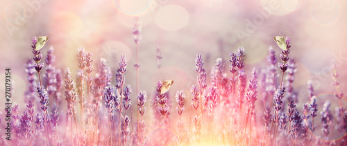 White butterflies on beautiful lavender flower