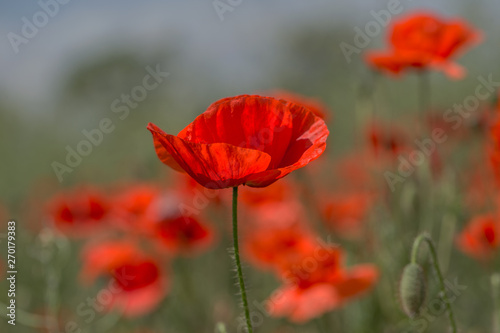 Flowers Red poppies bloom in the wild field. Beautiful field red poppies with selective focus  soft light. Natural Drugs - Opium Poppy. Glade of red wildflowers