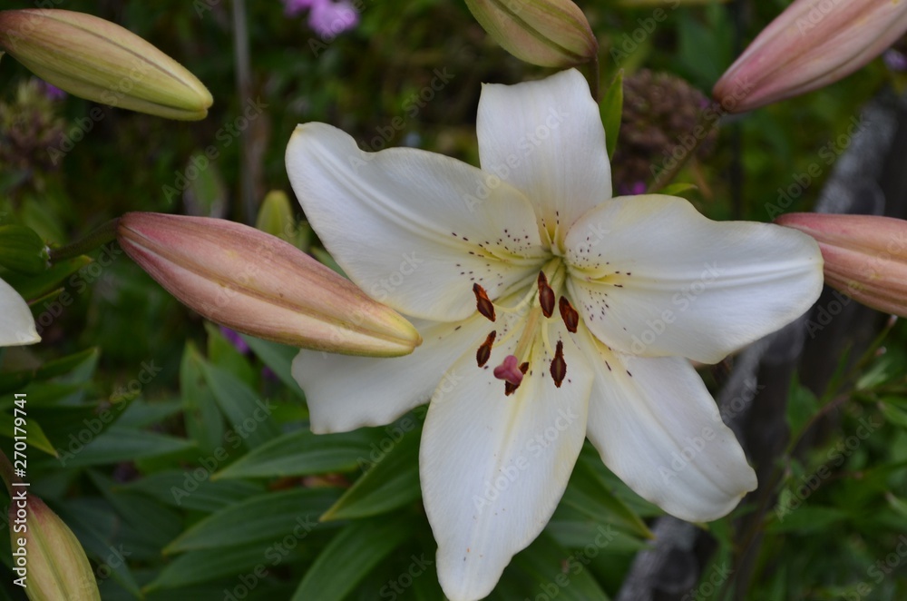 Fototapeta premium flower, nature, lily, white, flowers, plant, spring, garden, lily, blossom, green, beauty, summer, flora, flowering, petal, floral, macro, summer, color, orange, beautiful, leaf, petals, close up