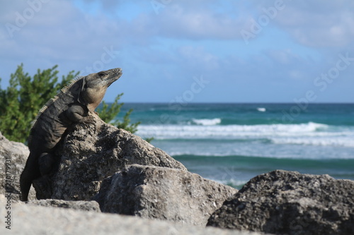 iguana on the beach